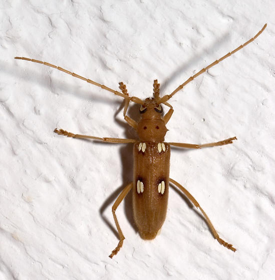 The ivory-marked beetle, Eburia quadrigeminata, may live up to 40 years inside the hardwoods on which the larva feeds.