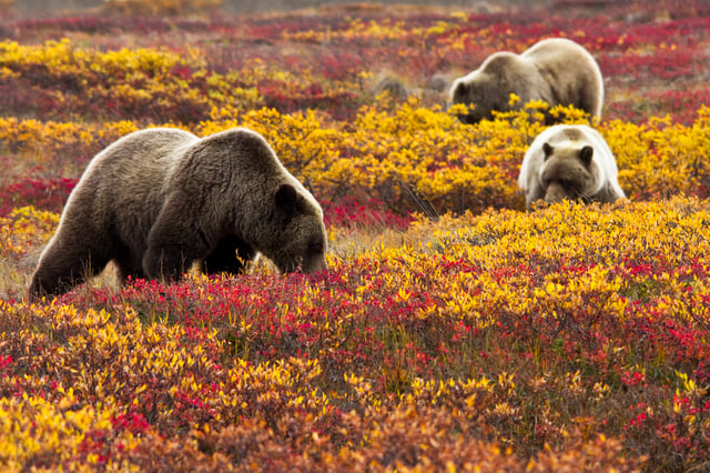 A grizzly bear sow and her two cubs foraging in a field for wild blueberries