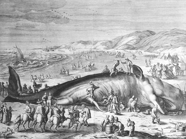 Stranded sperm whale engraving, 1598
