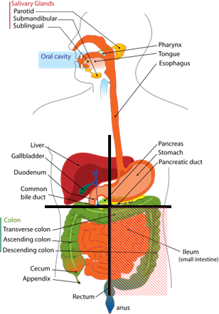 Diagram showing which organs (or parts of organs) are in each quadrant of the abdomen