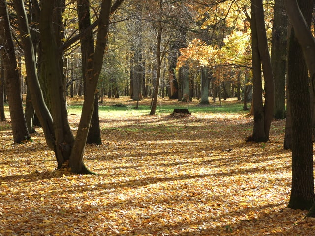 Ąžuolynas is the largest urban stand of mature oaks in Europe (ranging in age from 100 to 320 years old), and a very popular recreational destination