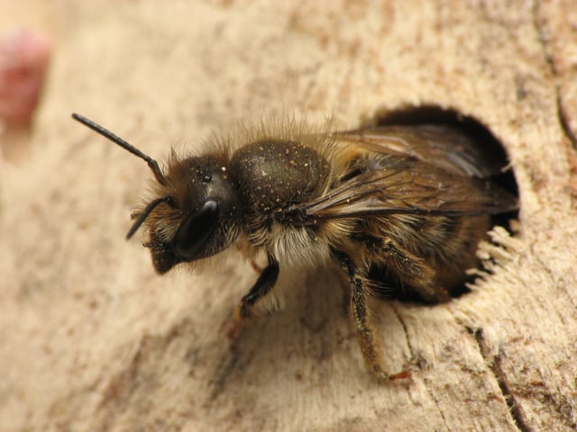 The mason bee Osmia cornifrons nests in a hole in dead wood. Bee "hotels" are often sold for this purpose.