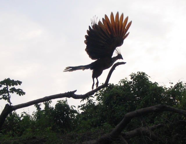 The hoatzin is the national bird of Guyana.