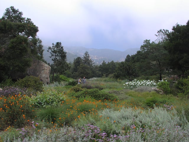 The central meadow region of the Santa Barbara Botanic Garden.