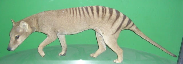 Specimen in the Oslo museum, showing colouration