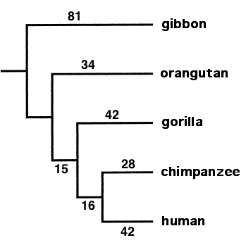 Relationships among apes. The numbers in this diagram are branch lengths, a measure of evolutionary distinctness. Based on protein electrophoresis data of Goldman et al.