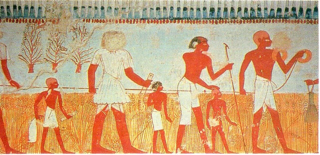 Measuring and recording the harvest is shown in a wall painting in the tomb of Menna, at Thebes (Eighteenth Dynasty).