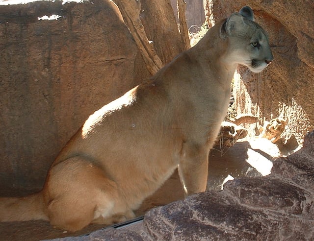 Mountain lion at the Arizona-Sonora Desert Museum
