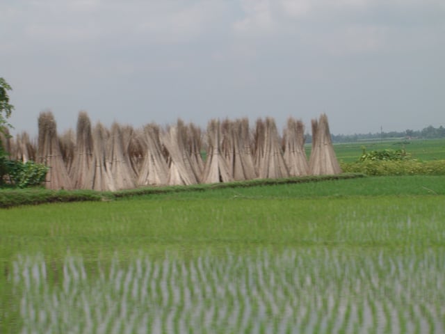 Freshly sown saplings of rice in a paddy; in the background are stacks of jute sticks.