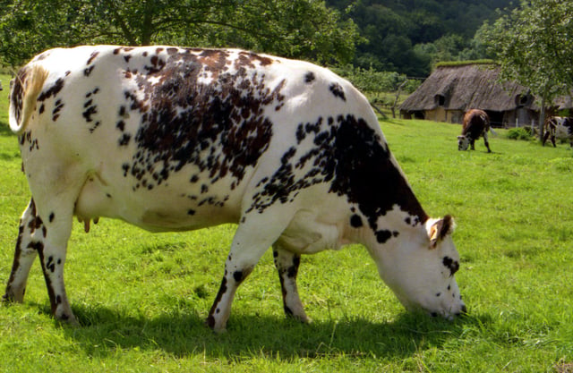 Normande cow