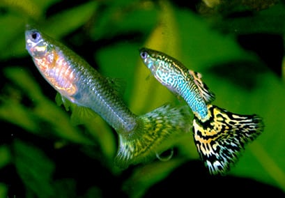 Female and male adults of an ornamental strain