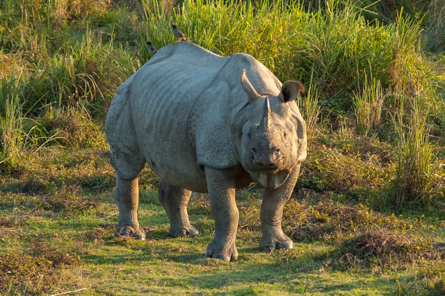 An Indian rhino at Kaziranga National Park