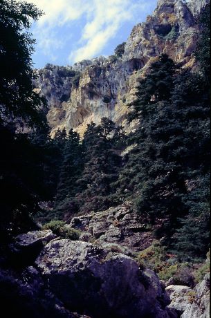 Andalusian firs, Sierra de las Nieves