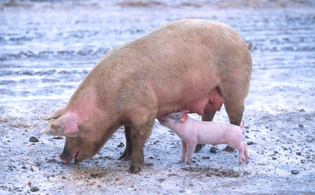 Denmark is a leading producer of pork, and the largest exporter of pork products in the EU.