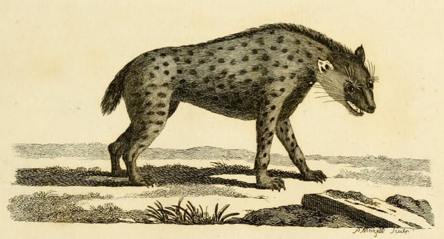 Engraving of a spotted hyena from Thomas Pennant's History of Quadrupeds, one of the first authentic depictions of the species