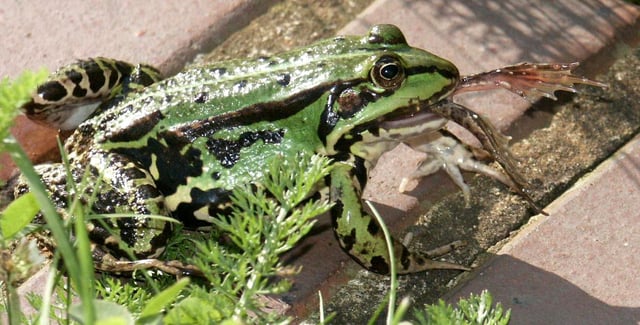 Edible frog (Pelophylax esculentus) exhibiting cannibalism