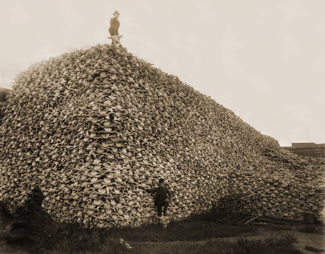 Pile of American bison skulls to be used for fertilizer in the mid-1870s
