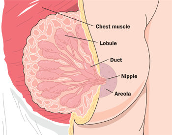 When the baby sucks its mother's breast, a hormone called oxytocin compels the milk to flow from the alveoli (lobules), through the ducts (milk canals) into the sacs (milk pools) behind the areola and then into the baby's mouth