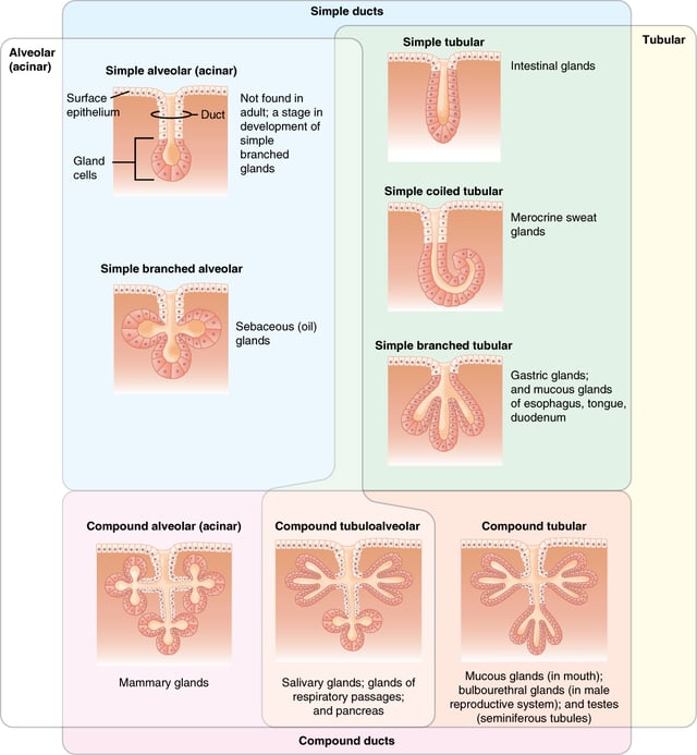Different characteristics of glands of the body