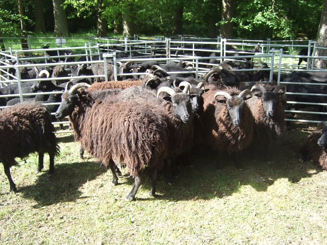 Ashdown Forest's Hebridean sheep flock awaiting shearing