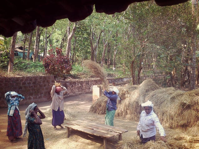 Indian women separating rice from straw