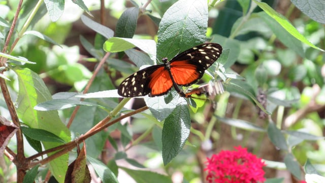 Butterfly World, Coconut Creek