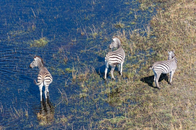 Zebras roaming the Okavango Basin