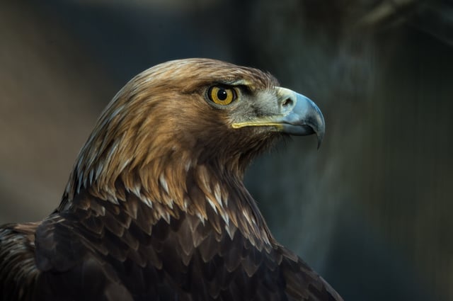 The golden eagle is the national symbol and animal of Albania.