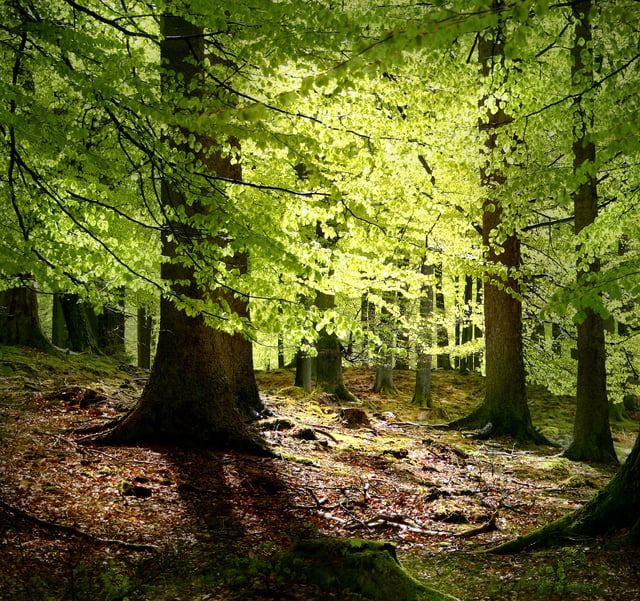Beech trees are common throughout Denmark, especially in the sparse woodlands.