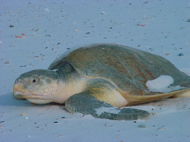 Kemp's ridley sea turtle, an endangered species