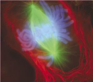 A newt lung cell stained with fluorescent dyes undergoing the early anaphase stage of mitosis