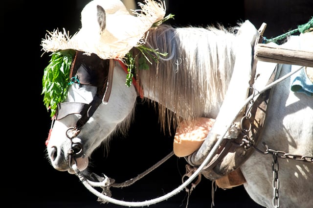 A recycle wagon horse awaits commands in Montevideo, Uruguay.