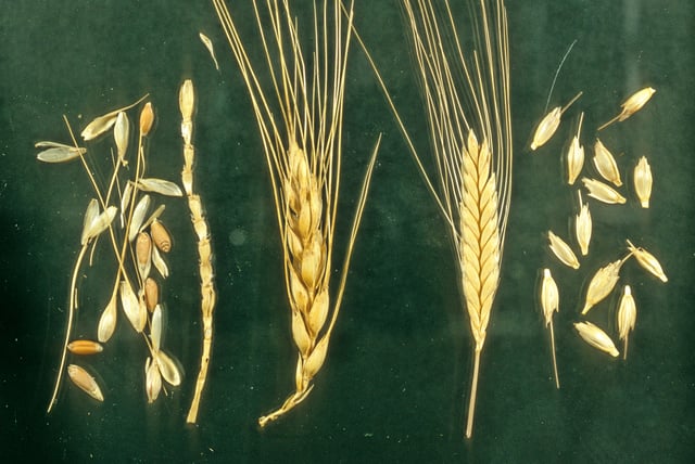Left: Naked wheat, Bread wheat Triticum aestivum; Right: Hulled wheat, Einkorn, Triticum monococcum. Note how the einkorn ear breaks down into intact spikelets.