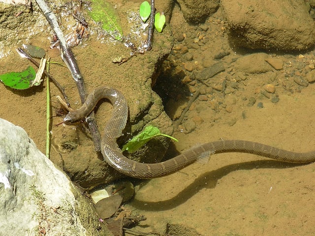 A snake shedding its skin.