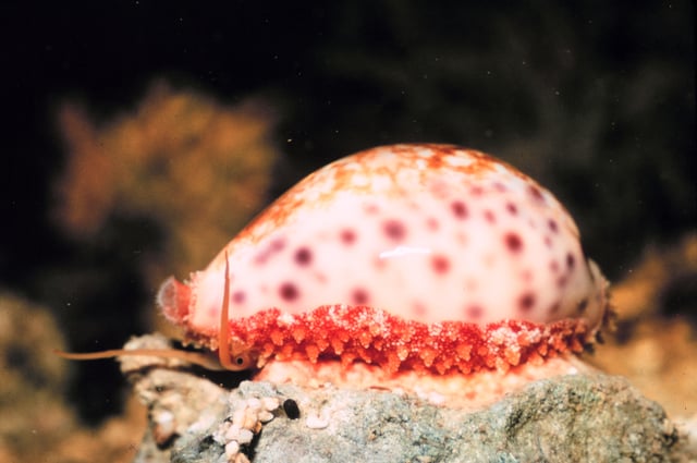 About 80% of all known mollusc species are gastropods (snails and slugs), including this cowry (a sea snail).