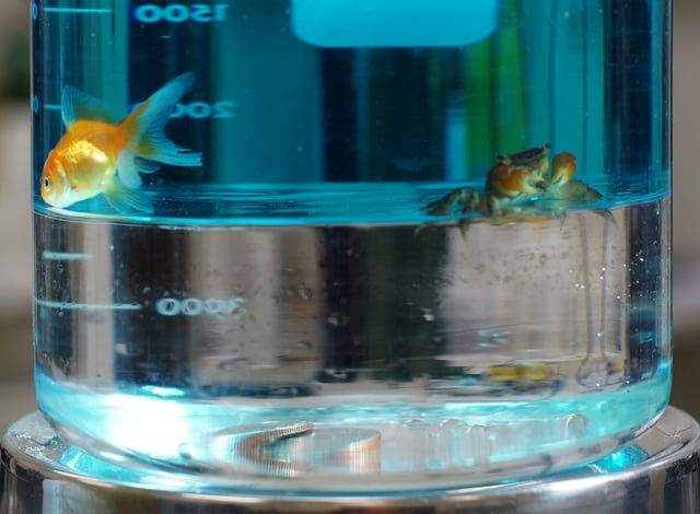 Immiscible layers of colored water (top) and much denser perfluoroheptane (bottom) in a beaker; a goldfish and crab cannot penetrate the boundary; quarters rest at the bottom.