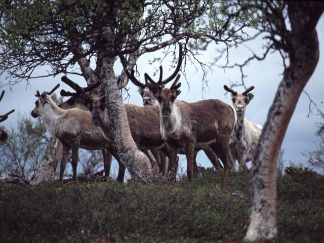 Land rights for grazing reindeer