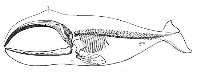 Skeleton of a bowhead whale; notice the hind limb. Richard Lydekker, 1894