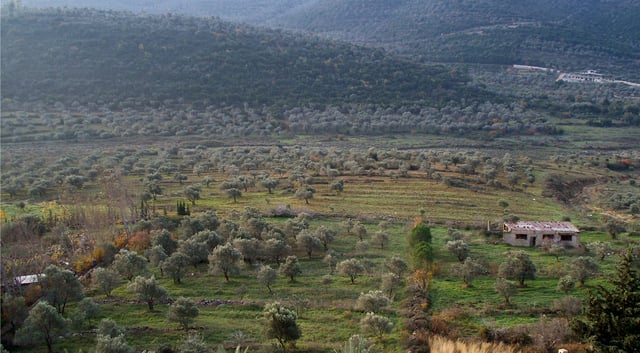 Olive groves in Homs Governorate, western Syria