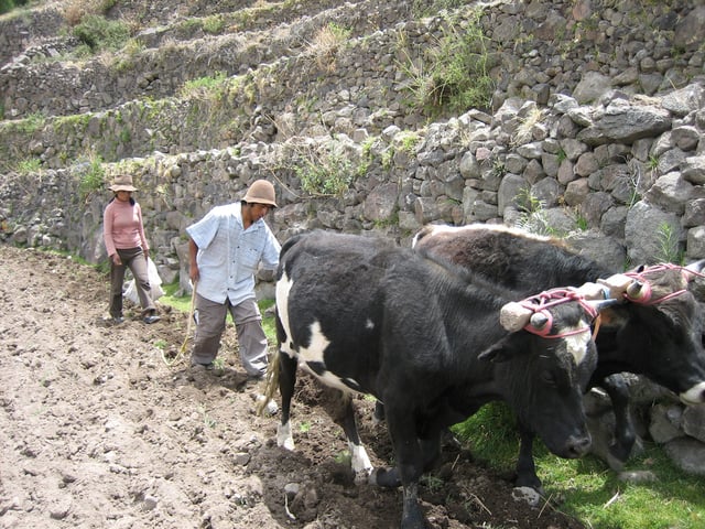 Peruvian farmers sowing maize and beans