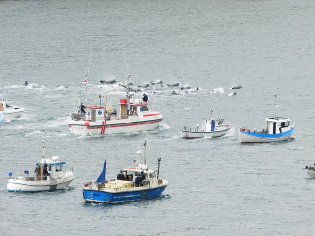 Boats driving a pod of pilot whales into a bay of Suðuroy in 2012