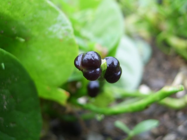 Malabar spinach fruits (Zhuji countryside (Zhejiang, China), 2005).