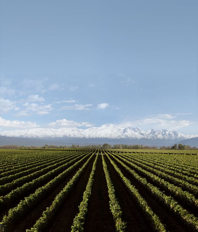 Vineyard in Luján de Cuyo, province of Mendoza, Argentina