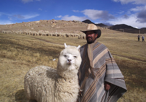 A Bolivian man and his alpaca