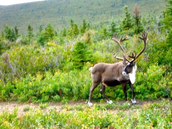 Male caribou, Fort Greely, Alaska