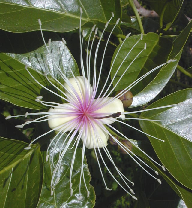 A "perfect flower", this Crateva religiosa