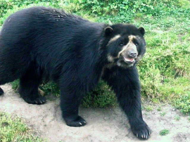 Ecuador is one of the most megadiverse countries in the world, it also has the most biodiversity per square kilometer of any nation, and is one of the highest endemism worldwide. In the image the Spectacled bear of the Andes.