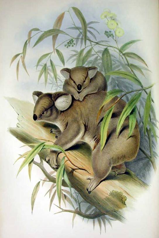 Natural history illustrator John Gould popularised the koala with his 1863 work The Mammals of Australia.