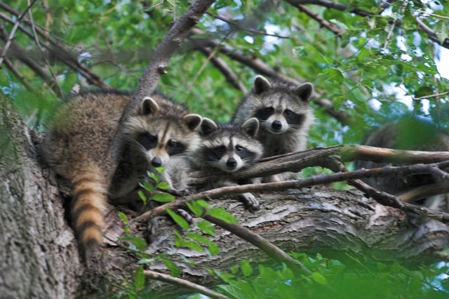 Eastern raccoons (P. l. lotor) in a tree: The raccoon's social structure is grouped into what Ulf Hohmann calls a "three-class society".