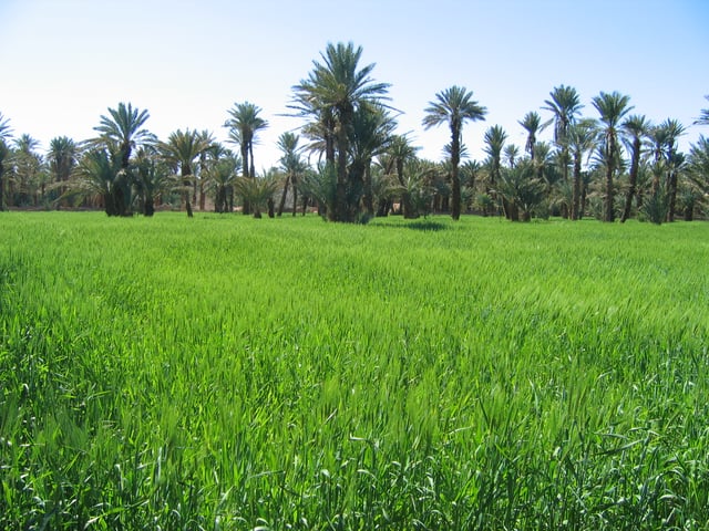 Barley field in an oasis (Southern Morocco, 2006)